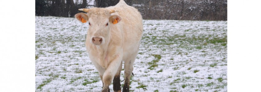 Phòng và điều trị bệnh cho gia súc vào mùa đông